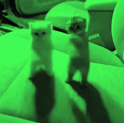 Two Kittens Are Standing On Their Hind Legs In A Green Background GIF