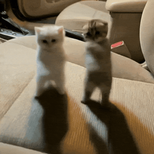 Two Kittens Are Standing On Their Hind Legs On A Car Seat GIF