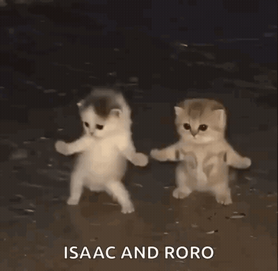 Two Kittens Holding Hands On Beach GIF