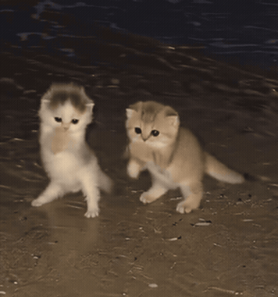 Two Kittens Holding Hands On Beach At Night GIF