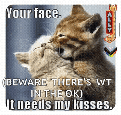 Two Kittens Hugging and Kissing