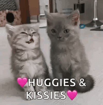 Two Kittens Hugging And Kissing GIF