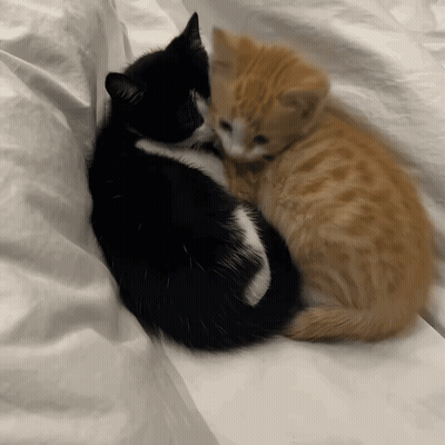 Two Kittens Hugging GIF