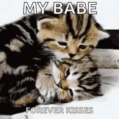 Two Kittens Hugging My Babe Forever Kisses GIF