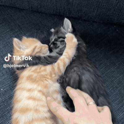 Two Kittens Hugging On Couch With TikTok Watermark GIF