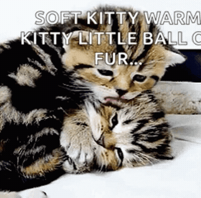 Two Kittens Hugging Soft Kitty Warm Kitty GIF