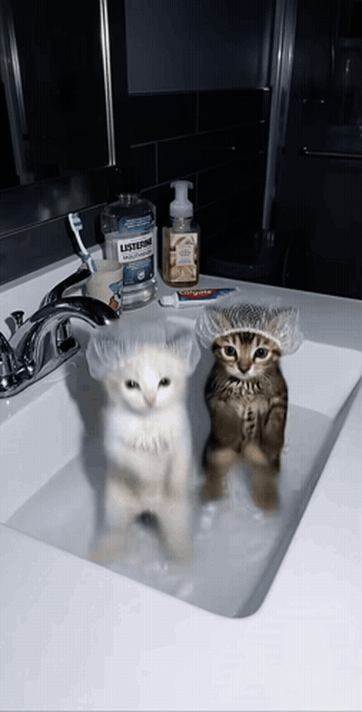 Two Kittens In Bathroom Sink With Listerine GIF