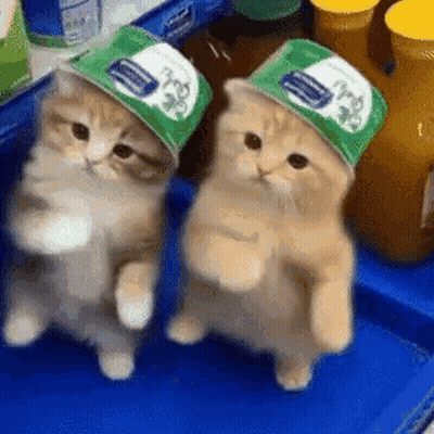 Two Kittens In Green Hats On Blue Tray GIF