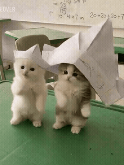 Two Kittens In Paper Hats Standing In Classroom GIF