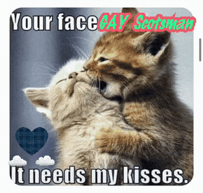 Two Kittens Kissing Your Face Gay Scotsman GIF