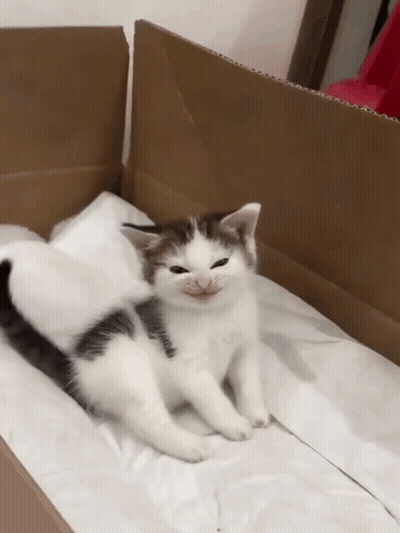 Two Kittens Laying In Cardboard Box GIF