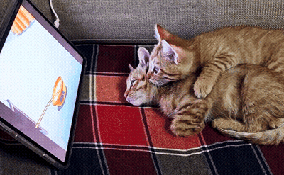 Two Kittens Laying On A Plaid Blanket Looking At A Screen GIF