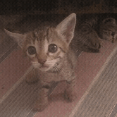 Two Kittens Laying On Striped Rug One Yawning GIF