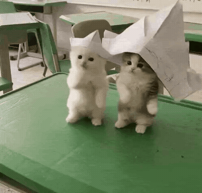 Two Kittens On Green Table One Wearing Paper Hat GIF