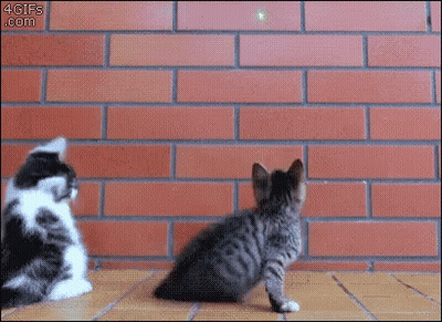 Two Kittens Playing By Brick Wall GIF