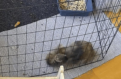 Two Kittens Playing In Cage GIF