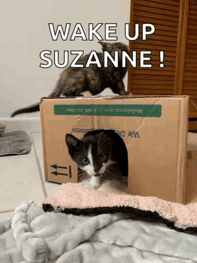 Two Kittens Playing In Cardboard Box Wake Up Suzanne GIF