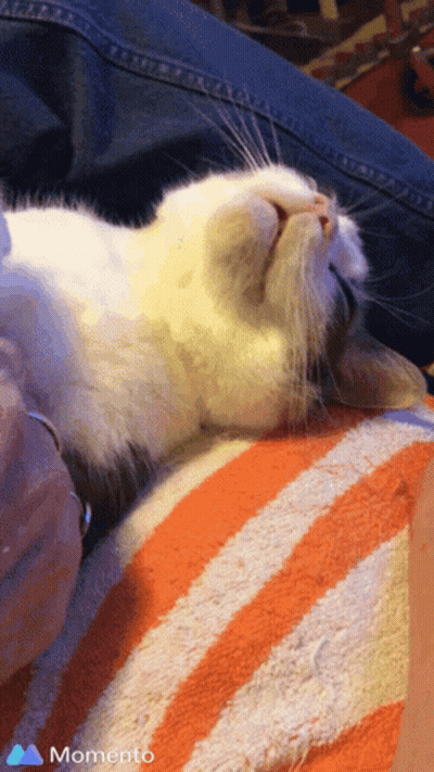 Two Kittens Playing In Cardboard Box Wake Up Suzanne GIF