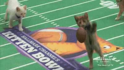 Two Kittens Playing Kitten Bowl With Football GIF