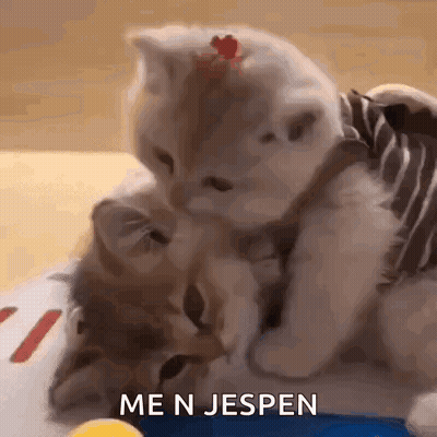 Two Kittens Playing Me N Jespen GIF