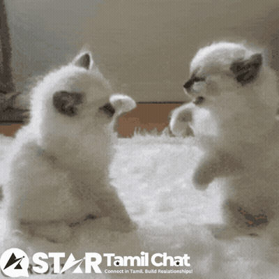 Two Kittens Playing On A Star Tamil Chat Ad GIF
