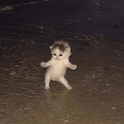 Two Kittens Playing On Beach One Standing GIF