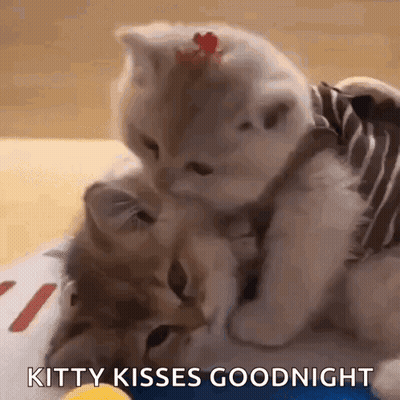 Two Kittens Playing On Bed One In Striped Shirt GIF