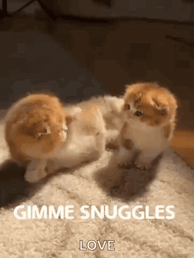 Two Kittens Playing On Carpet Gimme Snuggles Love GIF