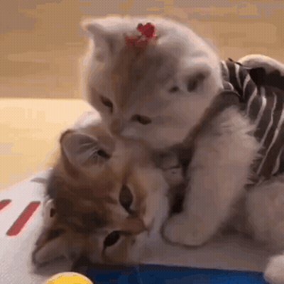 Two Kittens Playing, One In Striped Vest GIF