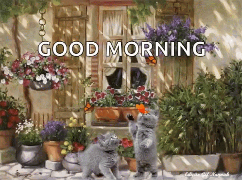 Two Kittens Playing With Butterfly Good Morning GIF