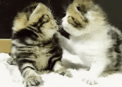 Two Kittens Playing With Each Other On A Blanket GIF