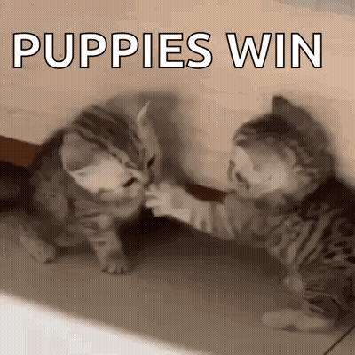 Two Kittens Playing With Puppies Win Above GIF
