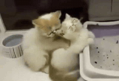 Two Kittens Sitting On Table GIF