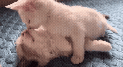 Two Kittens Sitting Together Saying I Looooove You Cutie GIF