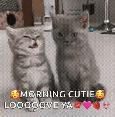 Two Kittens Sitting Together GIF