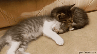 Two Kittens Sleeping Next To Each Other On Couch GIF