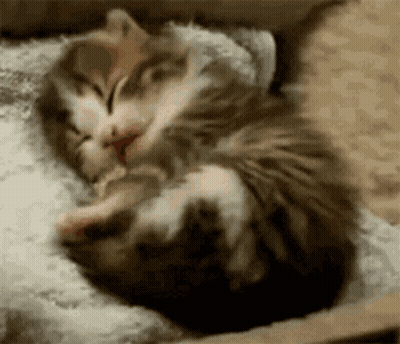 Two Kittens Sleeping On Pillow GIF