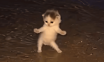 Two Kittens Standing Looking At Each Other GIF
