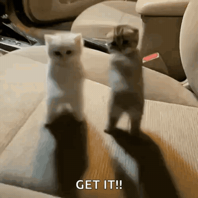 Two Kittens Standing Together Saying Get It GIF