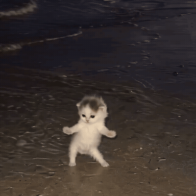 Two Kittens Walking On Beach At Night GIF