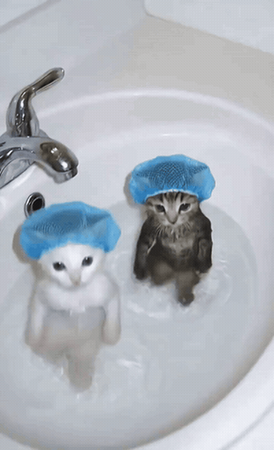 Two Kittens Wearing Blue Shower Caps Are In A Sink GIF