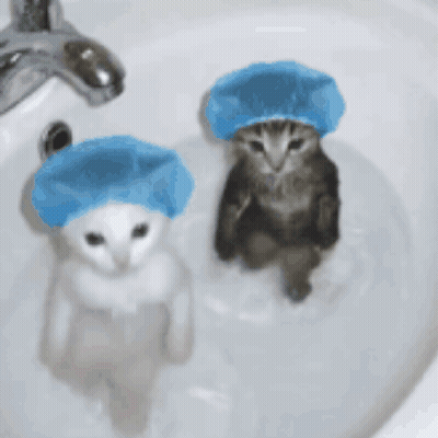 Two Kittens Wearing Blue Shower Caps Are Sitting In A Sink GIF