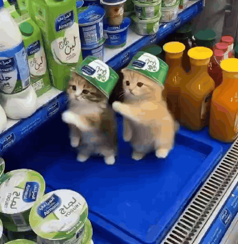 Two Kittens Wearing Yogurt Hats GIF