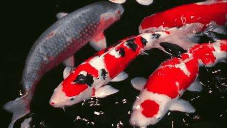 Two Koi Fish Swimming Around GIF