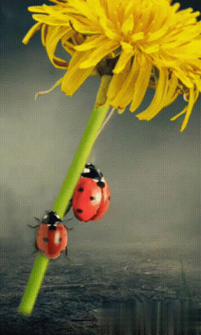 Two Ladybugs Are Perched On A Green Stem Of A Yellow Flower GIF