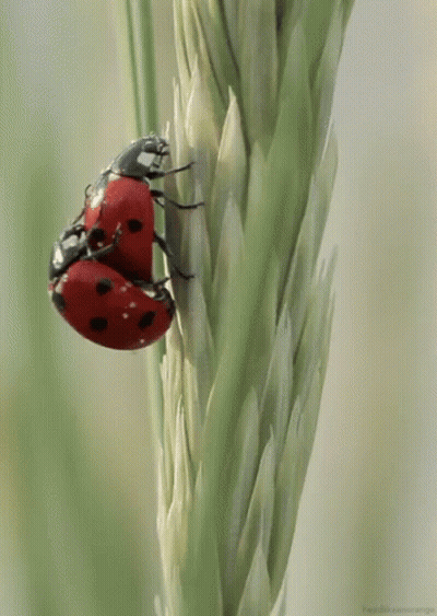 Two Ladybugs On Plant GIF