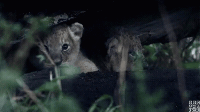 Two Lion Cubs Are Looking Out From Under A Tree And The Bbc America Logo Is Visible In The Background GIF