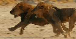 Two Lion Racing Go Lions GIF