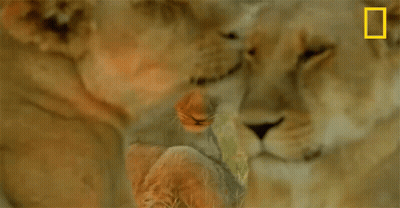 Two Lions Are Laying Next To Each Other With A National Geographic Logo In The Corner GIF