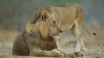 Two Lions Are Standing Next To Each Other On The Ground In The Wild . GIF